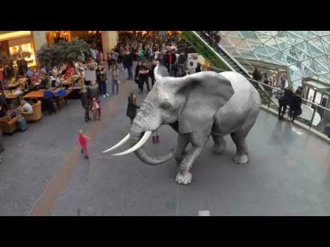 Augmented Reality Zoo