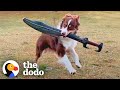 Sword Fighting Dog's Special Sword Breaks! | The Dodo