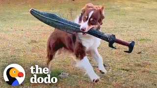 Sword Fighting Dog's Special Sword Breaks! | The Dodo by The Dodo 23,271 views 6 hours ago 3 minutes, 14 seconds