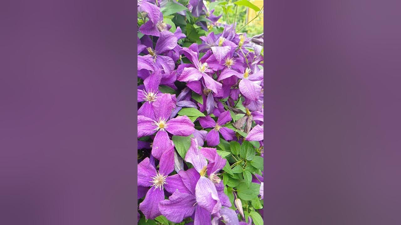 клематис кащька. садовая лиана клематис. ютуб клематисы. клематис ломонос. клематис фаерфокс.