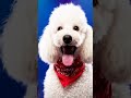Synchronized Pet Coordination: Dog and Cat Duo Dance