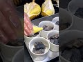 顯示 其實 好好寶寶貝寶寶貴 並#shortvideo #shorts #viral #tanding #food #chinesedrama #chinesefood #song #kpop #bl