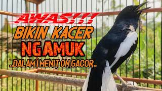 Suara Burung Kacer Bikin Lawan Emosi Gacor, Pancingan Kacer Agar Cepat Emosi Gacor