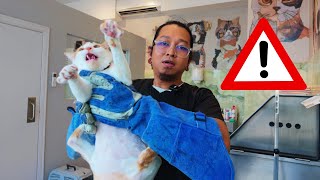 Super Spicy 🌶️🌶️🌶️🌶️🌶️ Kitty gets to try my brand new Clipper