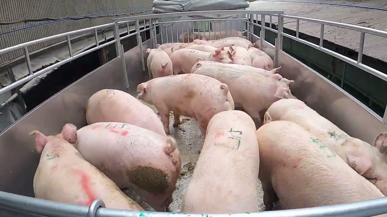 母豚１頭＋肉豚18頭　はつらつ豚出荷　5月19日