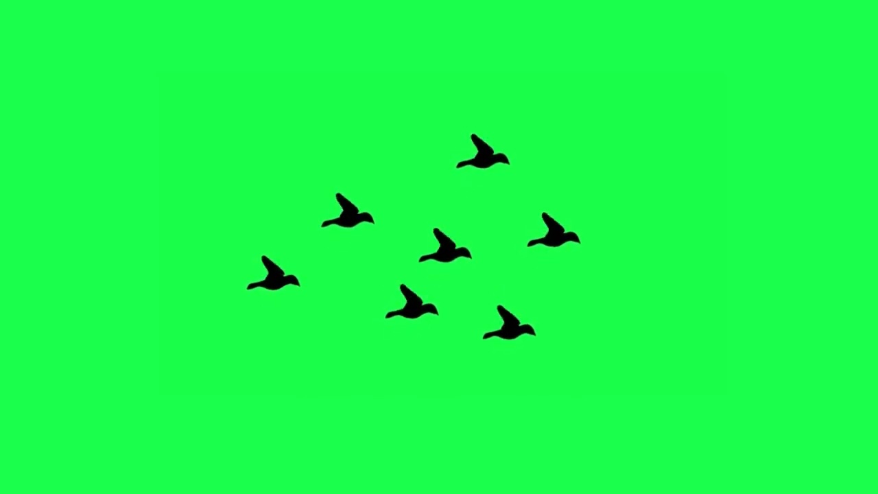 Birds Flying Green Screen | Green Screen Video | Doves | Bird Flying | The Green Screen