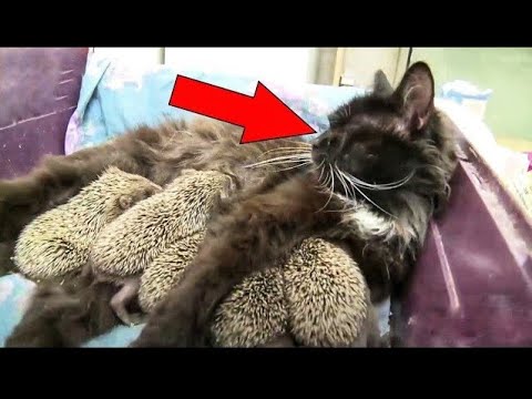 Cat Adopted 8