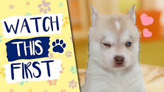 Is The Alaskan Klee Kai Right For You? Watch This First!