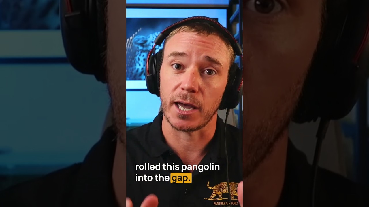 Ten Shots Only: A Lion and Pangolin Encounter
