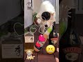 GUAU 😲 Ahora soy un niño grande 🐶 Videos de Perros Chistosos