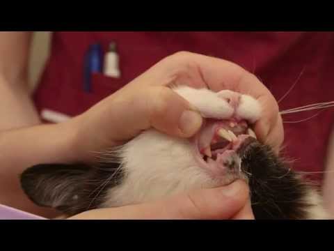 How to brush your cat's teeth