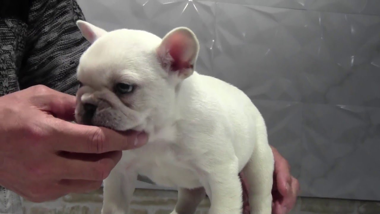 フレンチブルドッグ ブサカワ専門犬舎 関東 Youtube