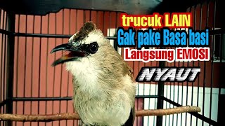 Paling Pintar Mengejek Trucuk Lawan Jadi EMOSI PANAS Ikut Nyaut Ngropel Paling Pintar Mengejek Trucuk Lawan Jadi EMOSI PANAS Ikut Nyaut Ngropel