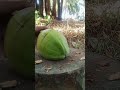 splitting green coconut #fruit short