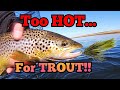FLY FISHING in bright sunshine for this lovely BROWN TROUT! #flyfishing #fishing