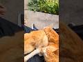 身動き出来ないけど近くに来てくれる【4K】