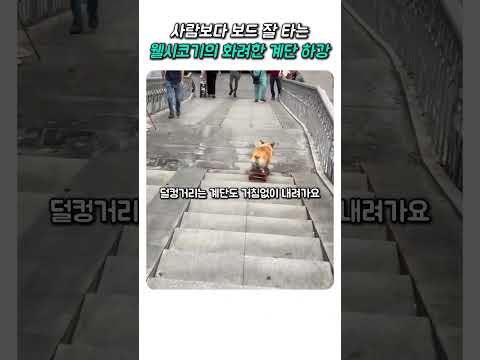 사람보다 보드 잘타는 웰시코기 #웰시코기 #funny