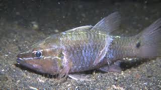 Bobbit Worms Strikes Fish And Leaves Large Laceration In Its Side, Zoom Into Laceration.