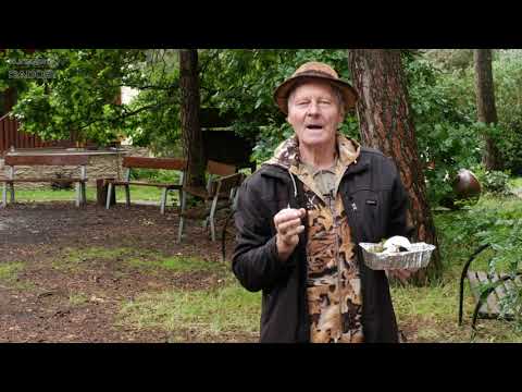 Video: Řádově fialová: jedlá nebo jedovatá houba?