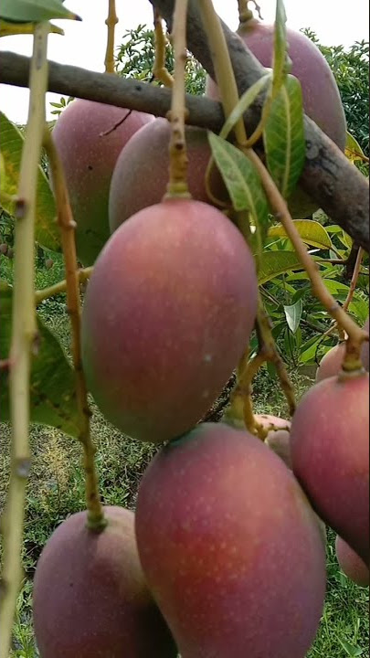 Mangga Merah Agrigardina sistem UHDP