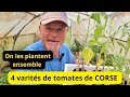 On plante ensemble 4 varits de tomates corse de mon ami vincent  un artiste des  des roses  