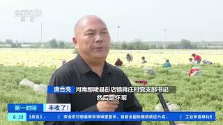 [第一时间]丰收了！河南鄢陵：菊花集中采收 深加工提高附加值| 财经风云