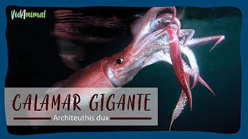 ¿Cómo se llama el calamar gigante?