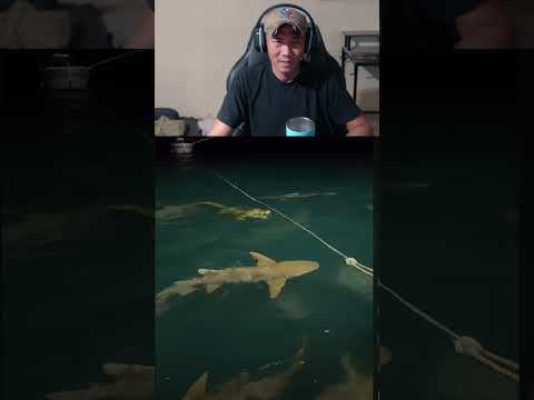 Shark takes a bite out of crocadile