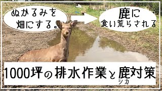 ドロドロ庭の排水作業。鹿のオクラパーティー編