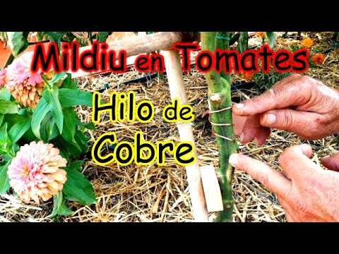 Video: Tratamiento de manchas de clavo de tomate: manejo de plantas de tomate con manchas de clavo