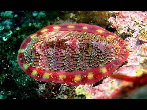 Video: Wat zijn de roofdieren van chitons?