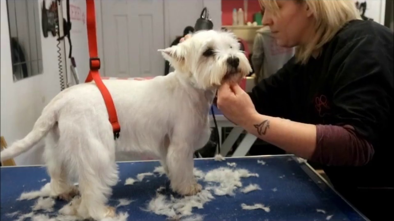 west highland terrier grooming guide