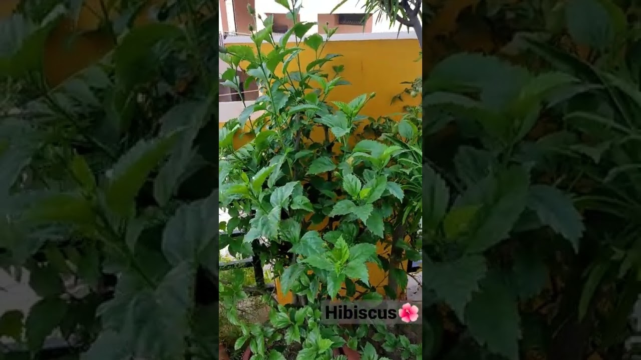 Hibiscus🌺