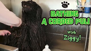 Bathing a Corded Puli  How to Wash Cords on a Dog  Dog Dreadlocks  Gina's Grooming