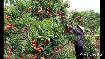 Vải thiều quê tôi.1 đặc sản của lục ngạn