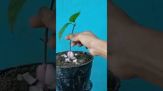cara perbanyak pohon dengan bawang merah Resimi