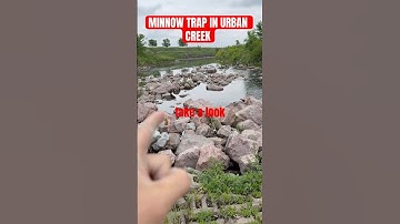 We set out a minnow trap in a urban creek! #baitfish #bait #fishtrap