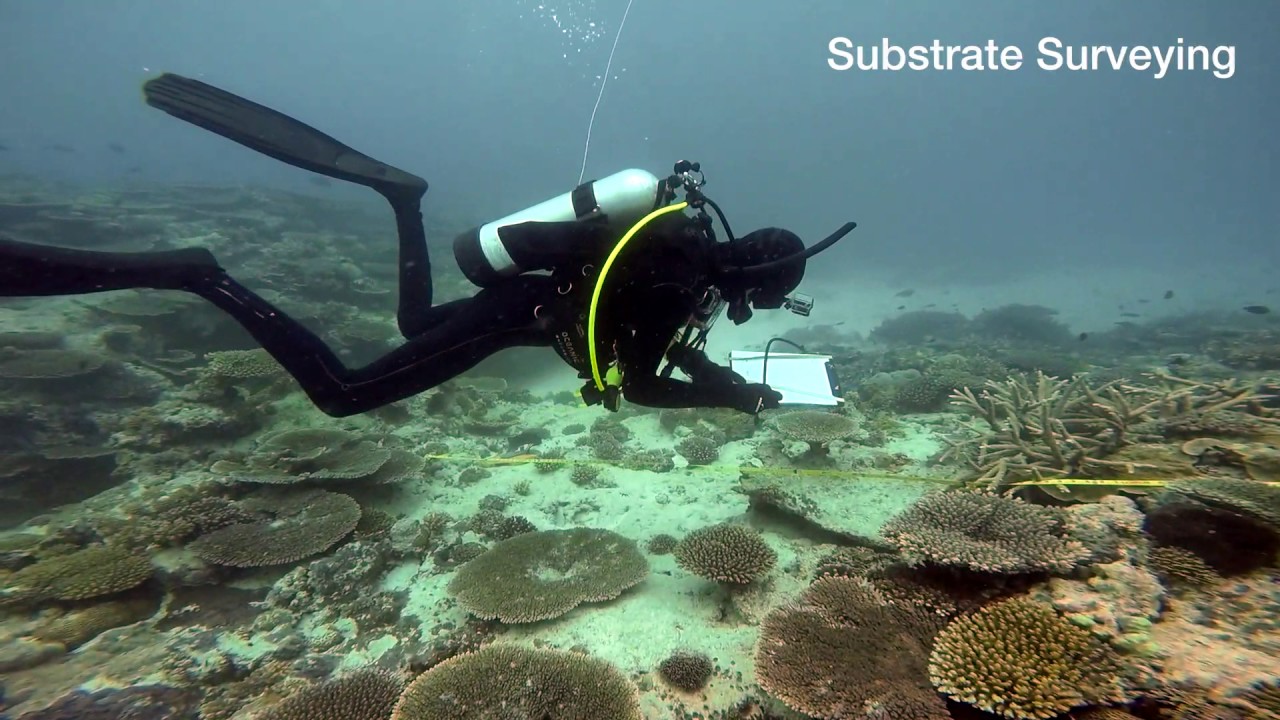 Reef Check Heron Island 2016