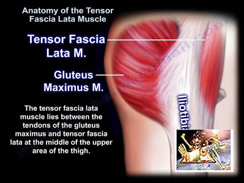 Anatomy Of The Tensor Fascia Lata Muscle - Everything You Need To