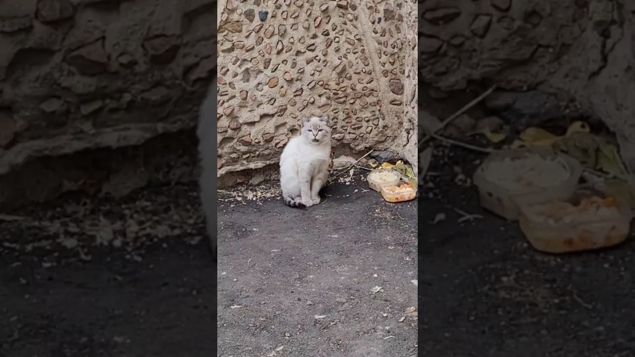 Само Совершенство!Божье создание! Perfection itself! God's creation!