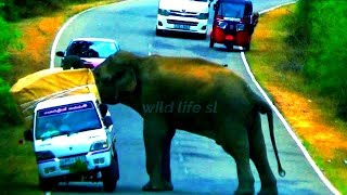 vehicle breaker heart breaker #wildelephants #attack #adventure #wildlife