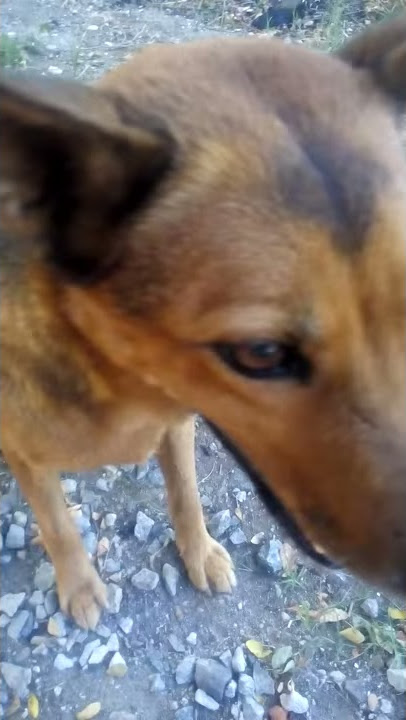Si anjing liar dari yogjakarta. 😂😂😂