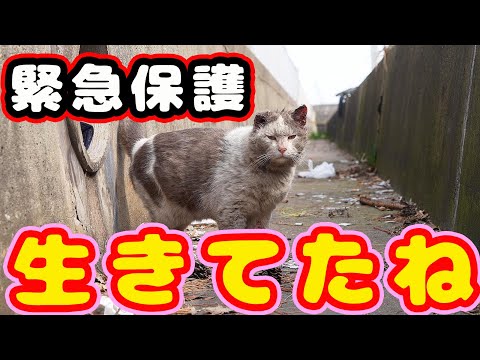 【野良猫緊急保護】やっと保護し病院へ連れて行きました 経過報告