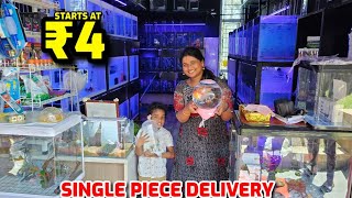 ₹4 முதல்🤯 Imported & Exotic Fish 🐟  Single piece delivery available by How Hema 45,592 views 2 months ago 14 minutes, 4 seconds