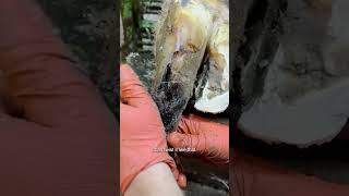 HELPING this cow walk comfortably again. Can you see the difference in how she walks now? #TheHoofGP