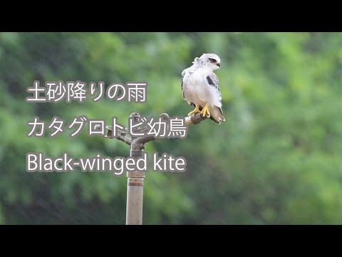 【土砂降りの雨】カタグロトビ幼鳥 Black-winged kite