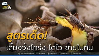 สูตรเด็ดเลี้ยงจิ้งโกร่งเลี้ยงยังไงไม่ให้ขาดทุนเลี้ยงทั้งหมู่บ้านยังไม่พอจะขาย[Rakbankerdรักบ้านเกิด]