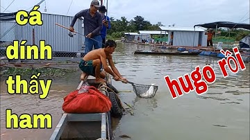 Câu Cá Vậy Mới Đã Cá Ăn Không Kịp Bóp Mồi , Hết Hồn Khi Dính Con Hugo Này # SĂN BẮT ĐỒNG THÁP #