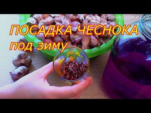 посадка чеснока под зиму