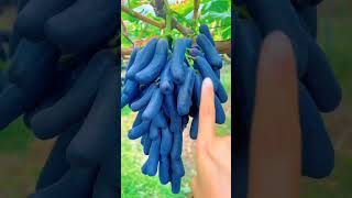 Plant This Beautiful Grape Moon Drops Variety 